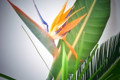 Contessa Eventdesign Kreationen